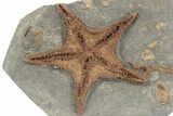 Exceptionally Preserved Fossil Starfish - Morocco #232757-1